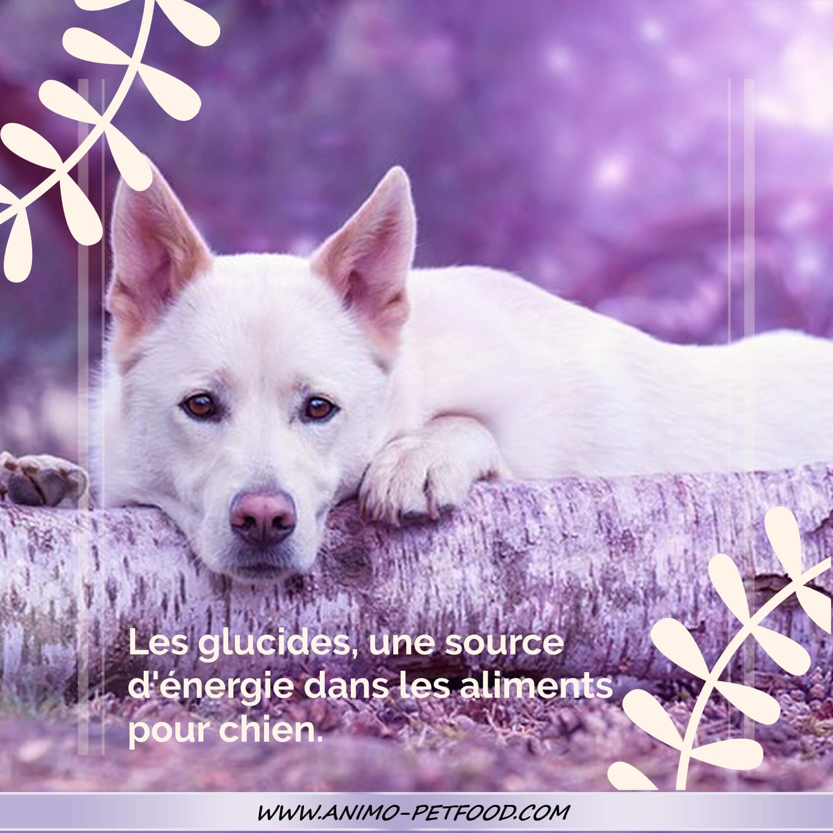 glucides dans l'alimentation du chien